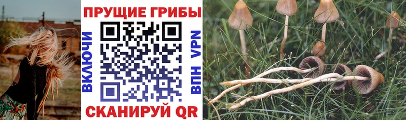 ОМГ ОМГ онион  Мезень  Псилоцибиновые грибы прущие грибы  что такое  